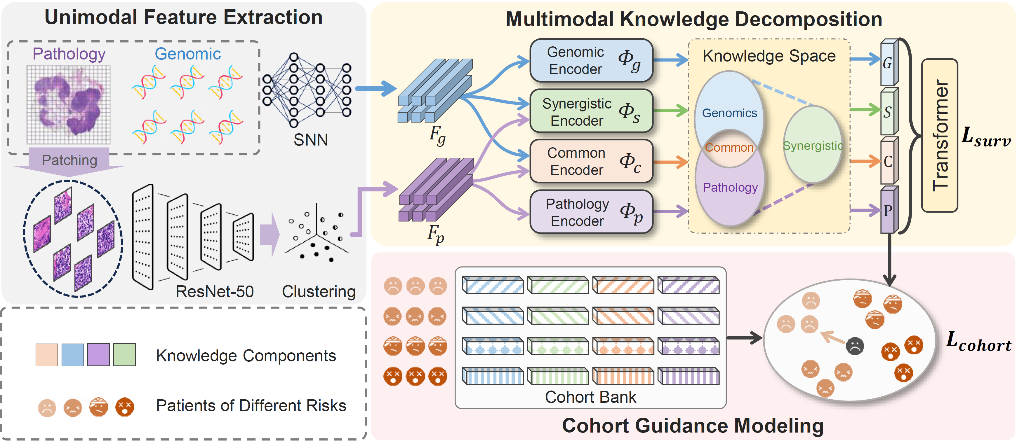 [IEEE-TMI] Cohort-Individual Cooperative Learning for Multimodal Cancer Survival Analysis