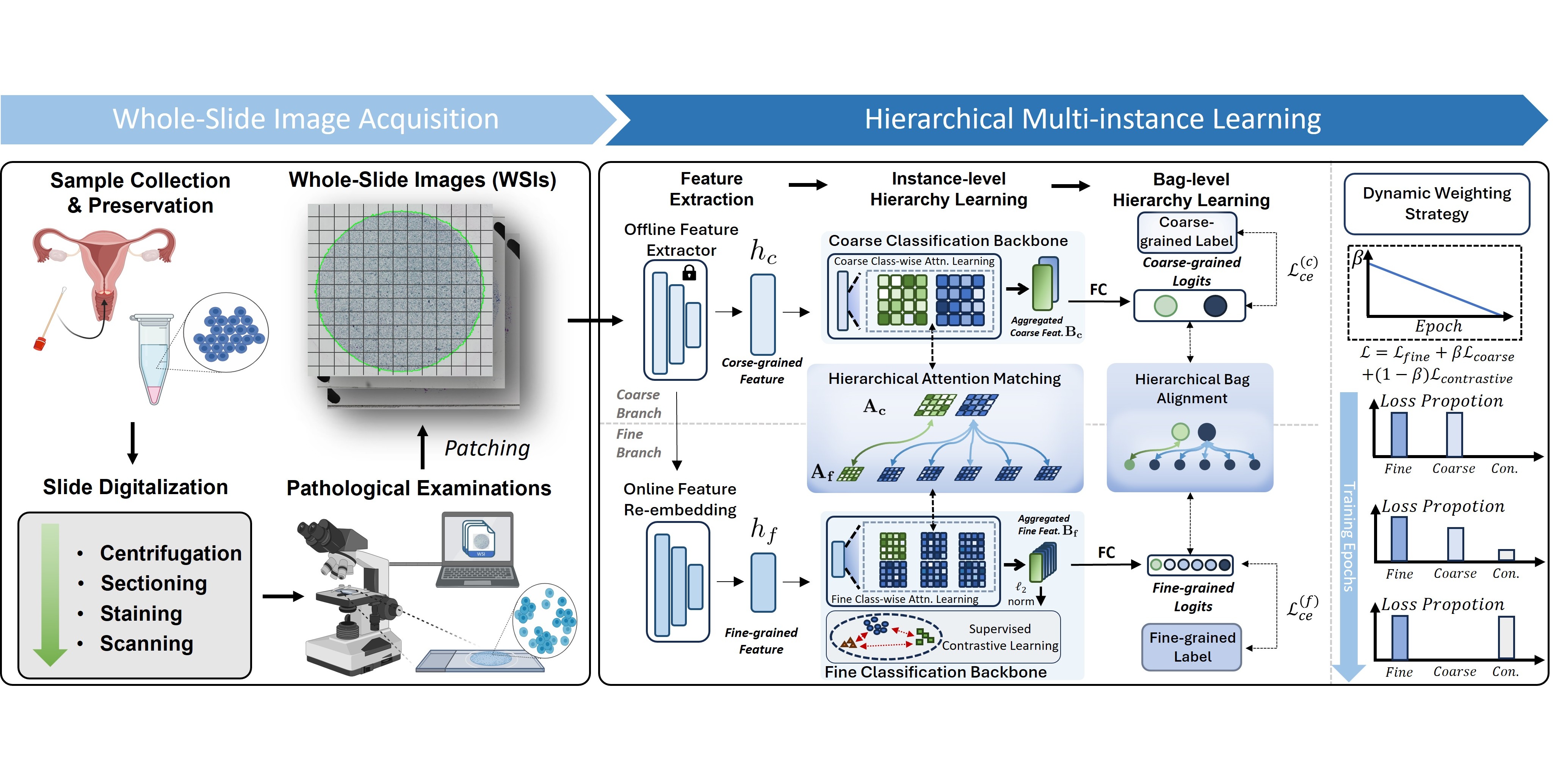 [IEEE-TMI] HMIL: Hierarchical Multi-Instance Learning for Fine-Grained Whole Slide Image Classification