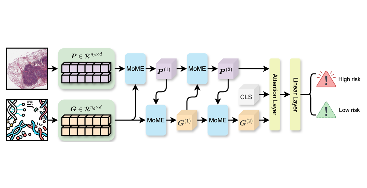 [MICCAI 2024 Paper] Multimodal Hybrid Expert Model for Whole Slide Image and Gene Sequence Survival Analysis