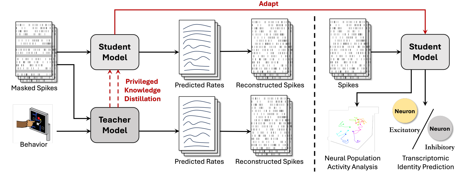 [ICLR 2025] BLEND: Behavior-Guided Neural Population Dynamics Modeling via Privileged Knowledge Distillation