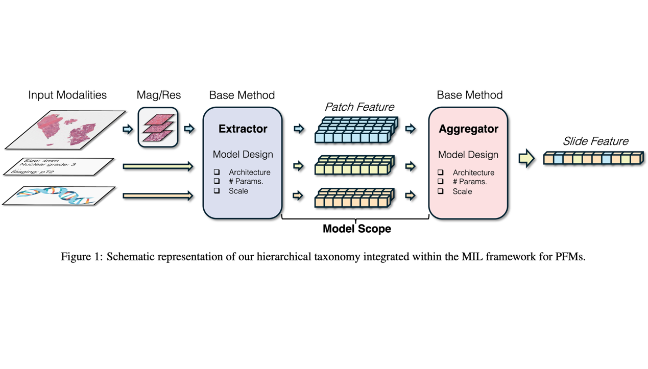 [IJCAI 2025] A Survey of Pathology Foundation Models: Recent Advances and Future Directions