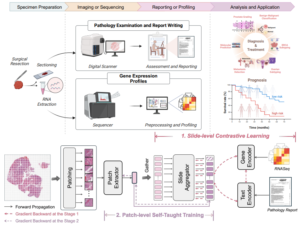 [Nature Communications] A Multimodal Knowledge-Enhanced Whole-Slide Pathology Foundation Model: A New Pathology Pretraining Paradigm